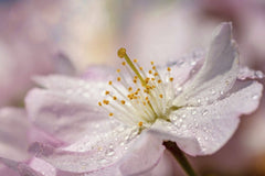 Close-Up of Pink Cherry Blossom with Raindrops by Susanne Jutzeler, suju-foto