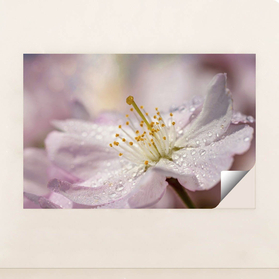 Close-Up of Pink Cherry Blossom with Raindrops by Susanne Jutzeler, suju-foto - Peeliez