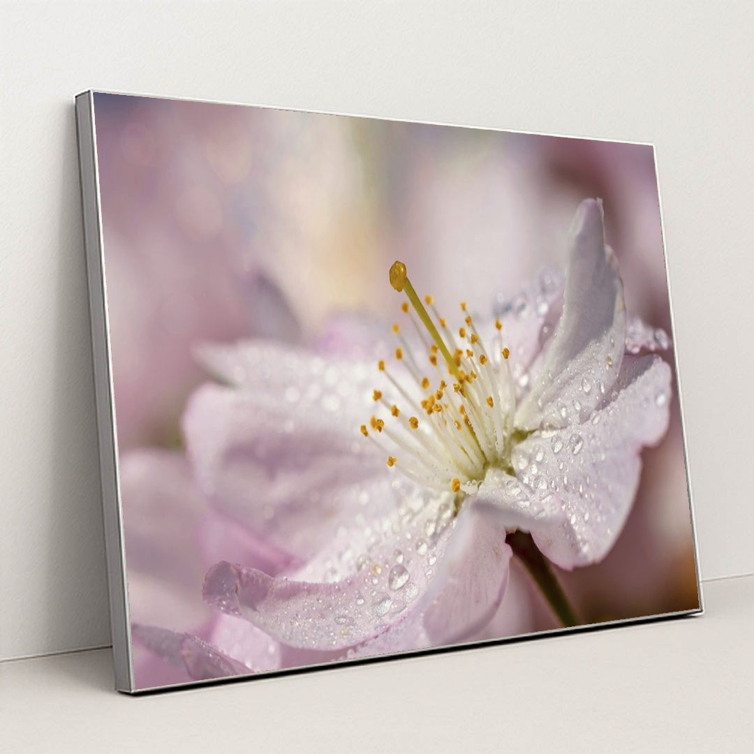 Close-Up of Pink Cherry Blossom with Raindrops by Susanne Jutzeler, suju-foto - Silver Frame Stretchiez