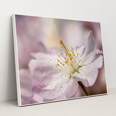 Close-Up of Pink Cherry Blossom with Raindrops by Susanne Jutzeler, suju-foto - White Frame Stretchiez