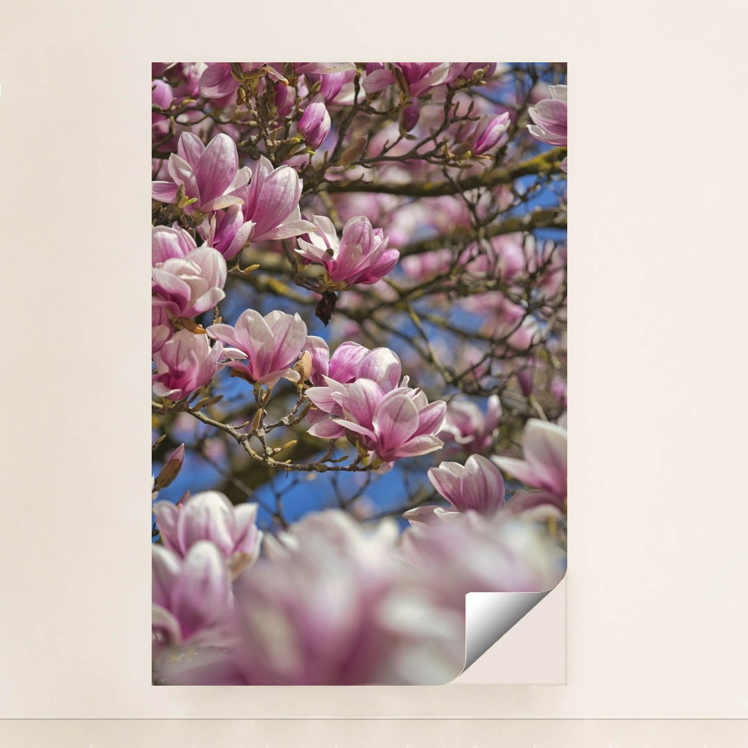 Blossoming Pink Magnolias in Spring by Sergio Zhukov - Peeliez