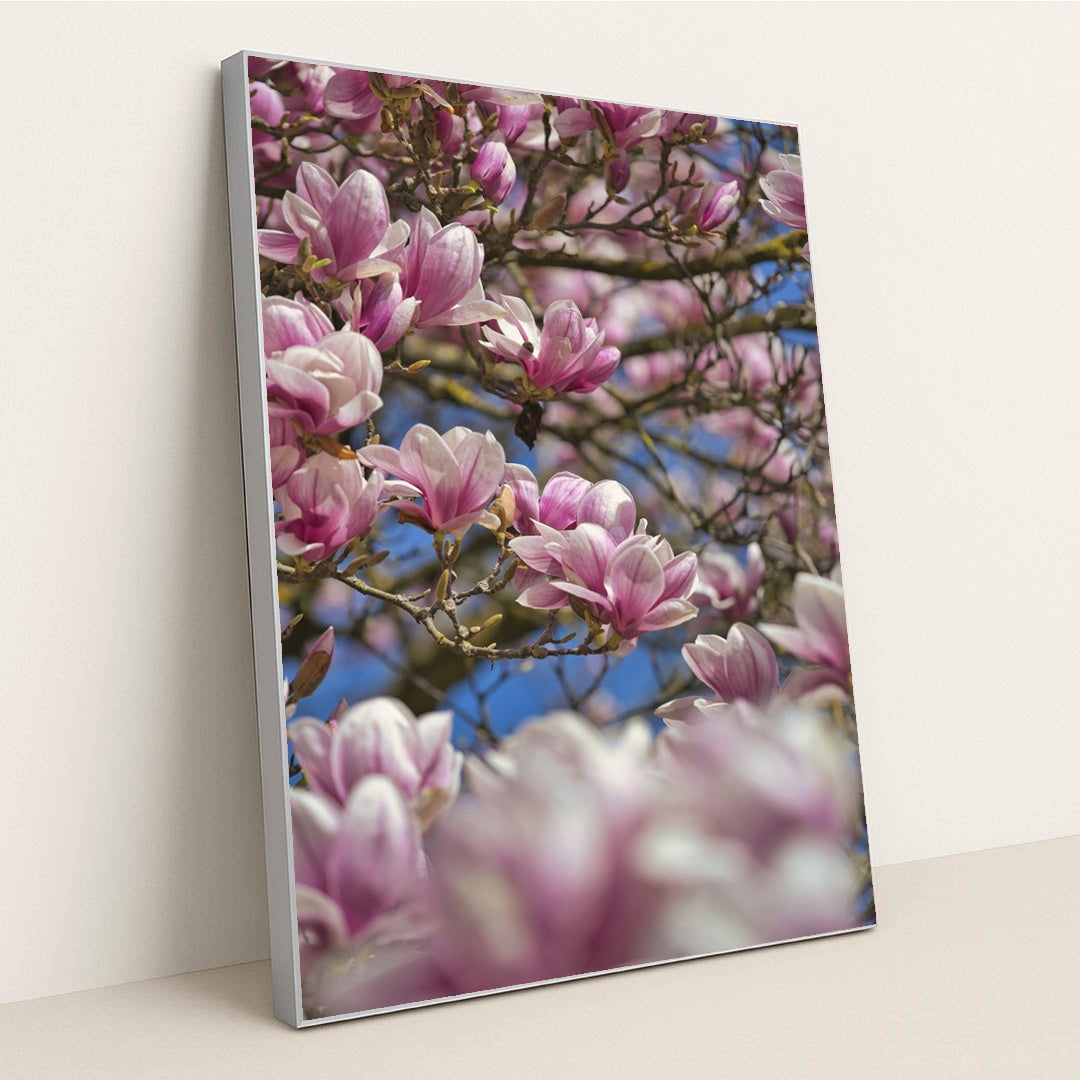 Blossoming Pink Magnolias in Spring by Sergio Zhukov - Silver Frame Stretchiez