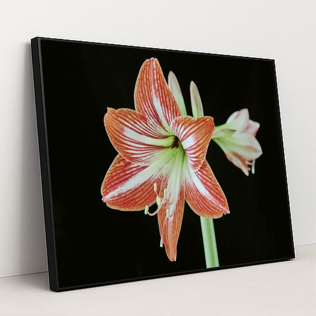 Striking Amaryllis Blossom by Suki Lee - Black Frame Stretchiez