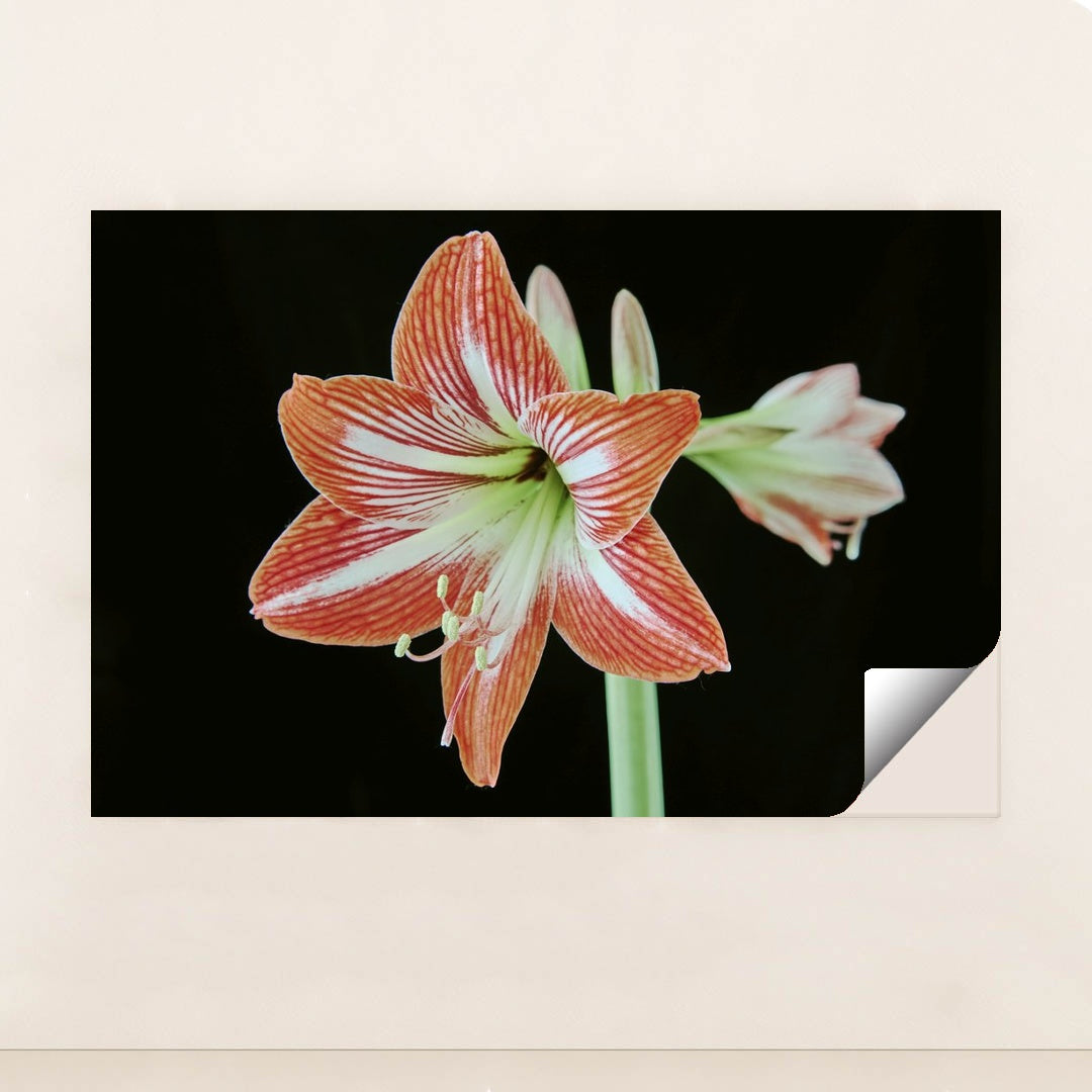 Striking Amaryllis Blossom by Suki Lee - Peeliez