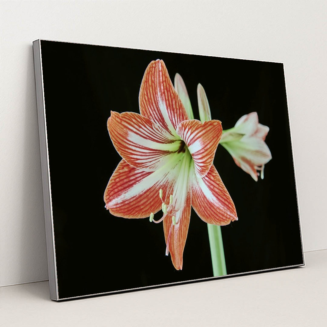 Striking Amaryllis Blossom by Suki Lee - Silver Frame Stretchiez