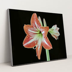 Striking Amaryllis Blossom by Suki Lee - Silver Frame Stretchiez