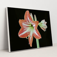 Striking Amaryllis Blossom by Suki Lee - White Frame Stretchiez