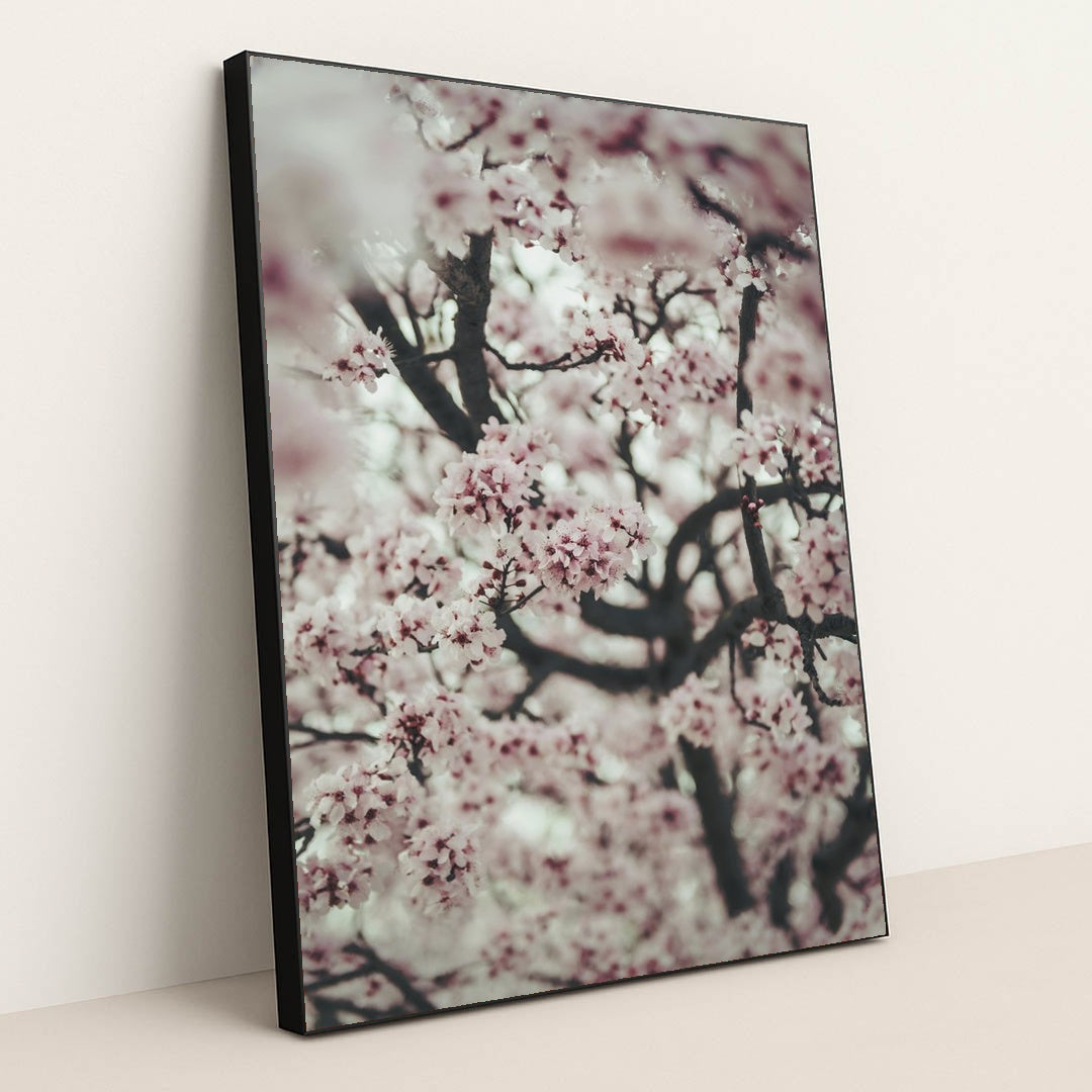 Spring Blossom Close-Up by Tim Mossholder - Black Frame Stretchiez