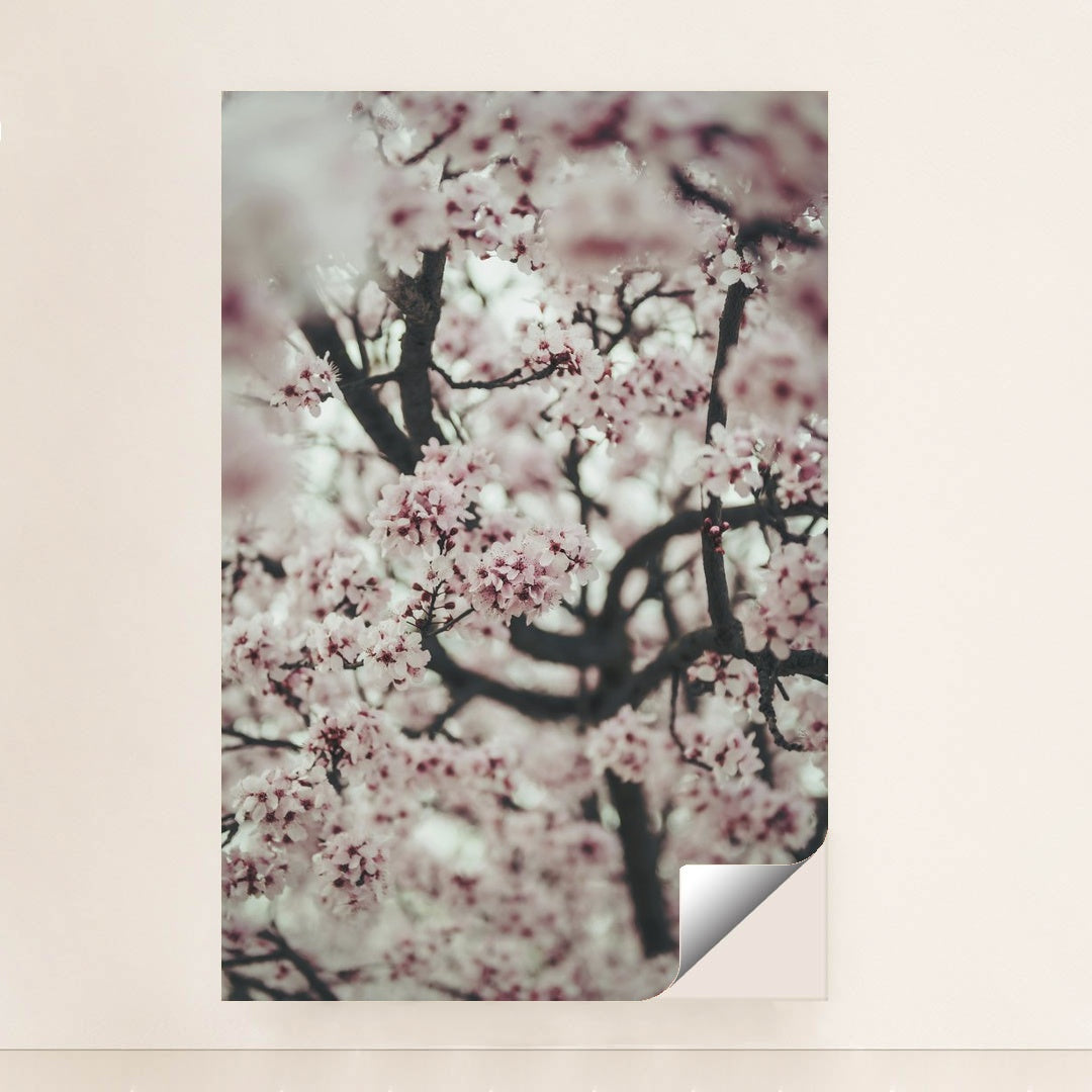Spring Blossom Close-Up by Tim Mossholder - Peeliez
