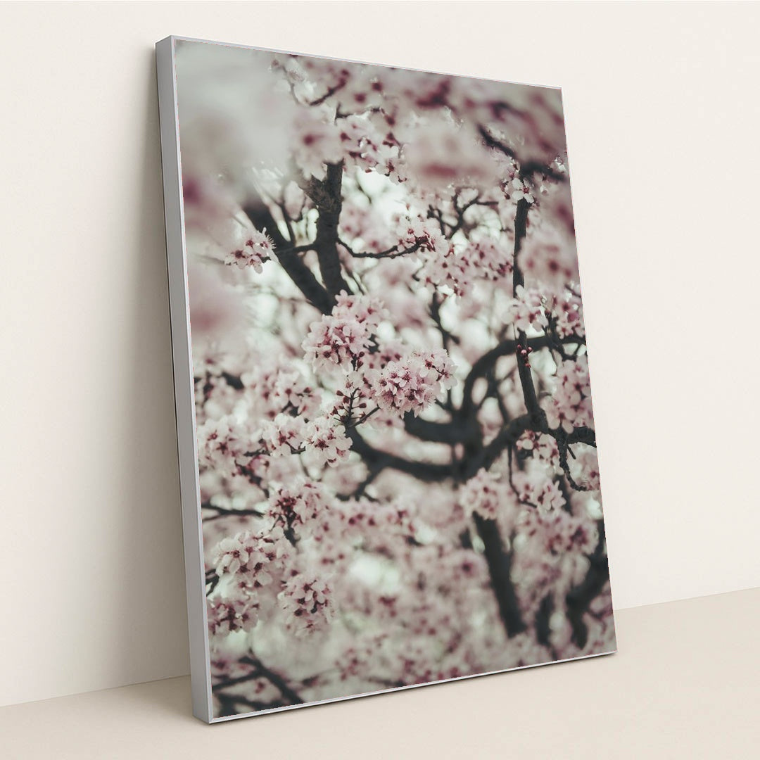 Spring Blossom Close-Up by Tim Mossholder - Silver Frame Stretchiez