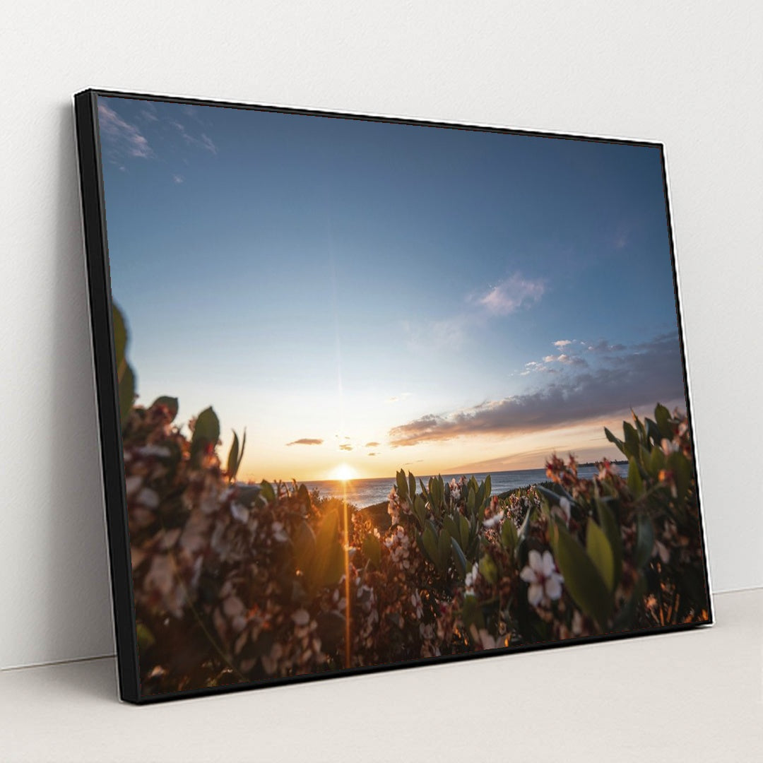 Sunset Over Seaside Blossoms by Ben Mack - Black Frame Stretchiez