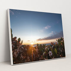 Sunset Over Seaside Blossoms by Ben Mack - White Frame Stretchiez