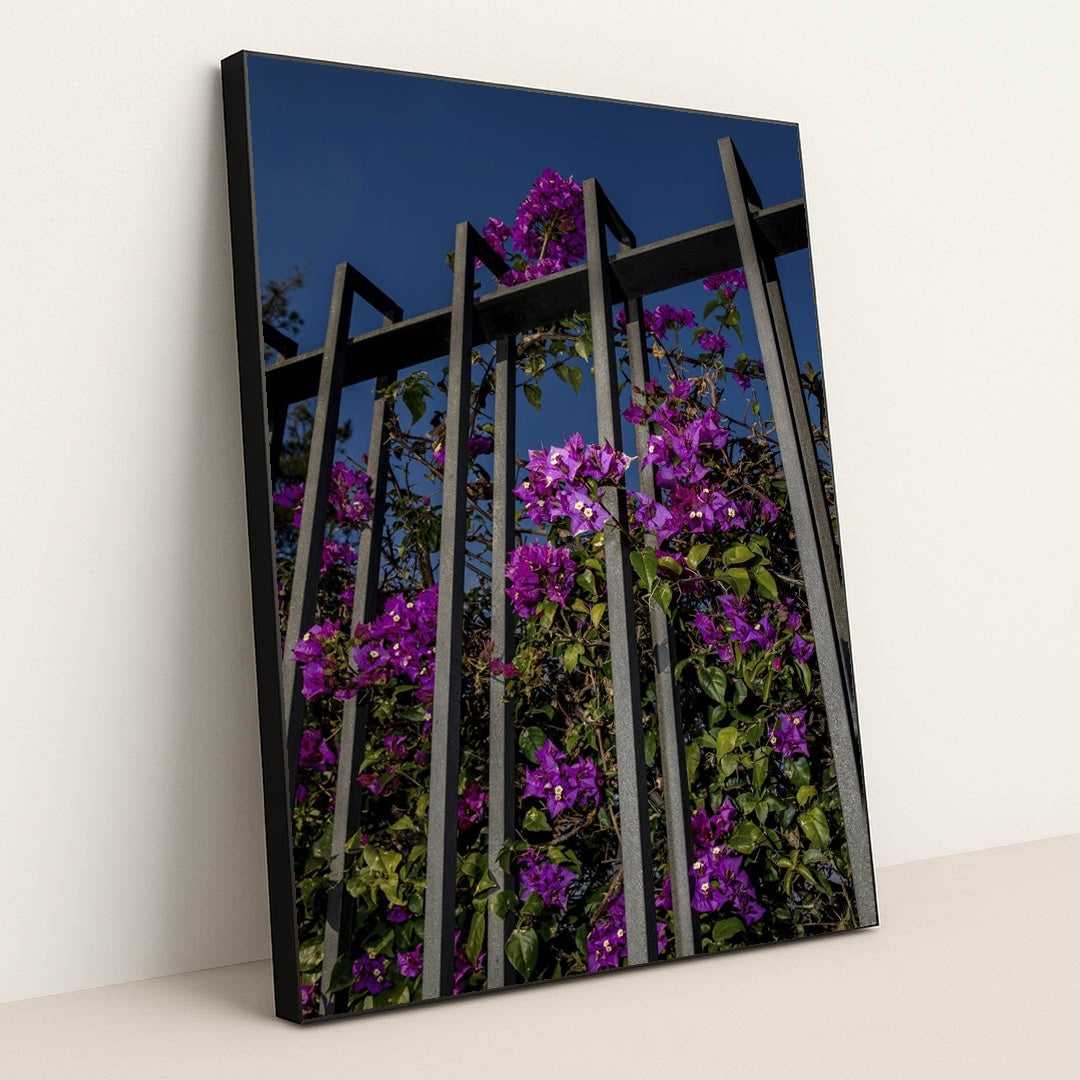 Vibrant Bougainvillea Flowers on Metal Fence by Victor Moragriega - Black Frame Stretchiez