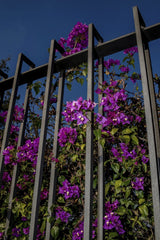Vibrant Bougainvillea Flowers on Metal Fence by Victor Moragriega