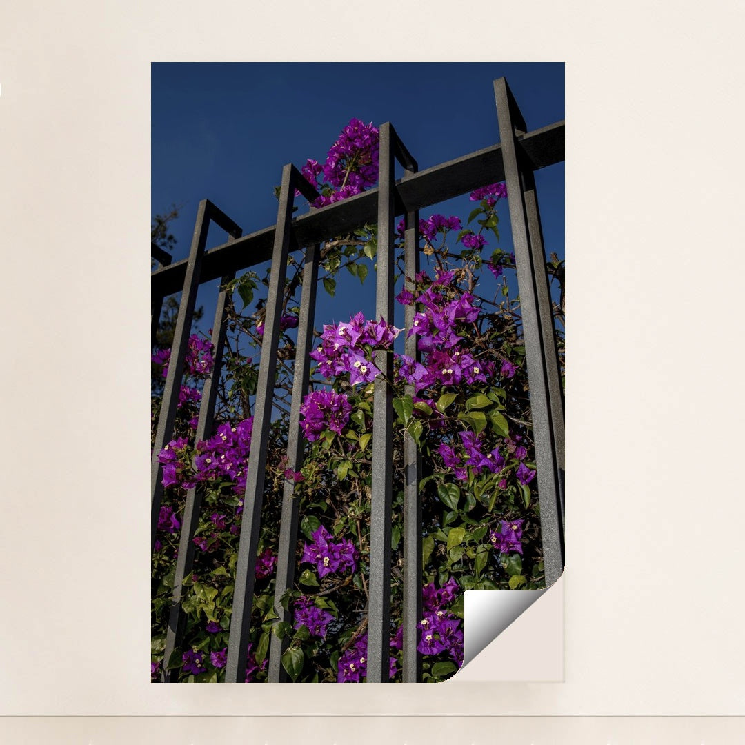 Vibrant Bougainvillea Flowers on Metal Fence by Victor Moragriega - Peeliez