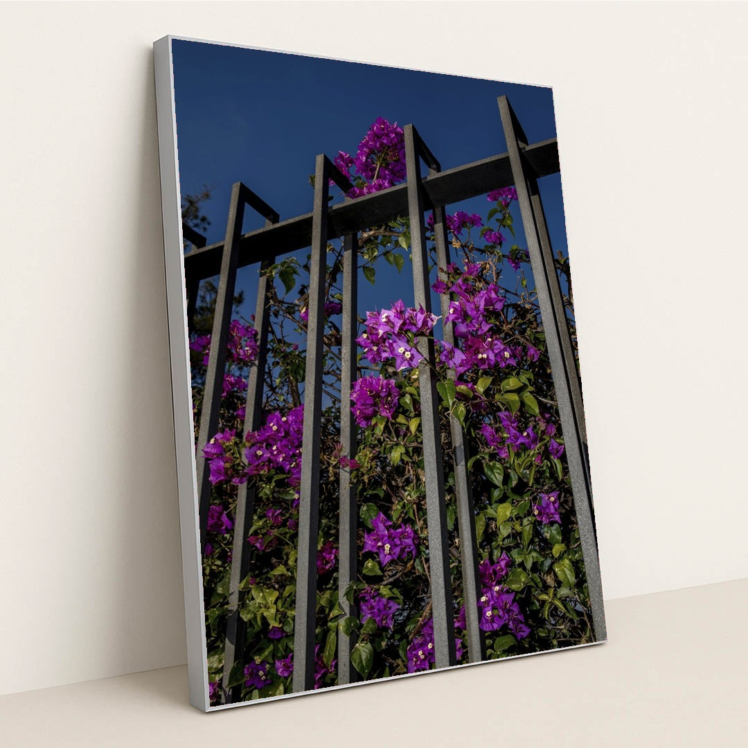 Vibrant Bougainvillea Flowers on Metal Fence by Victor Moragriega - Silver Frame Stretchiez