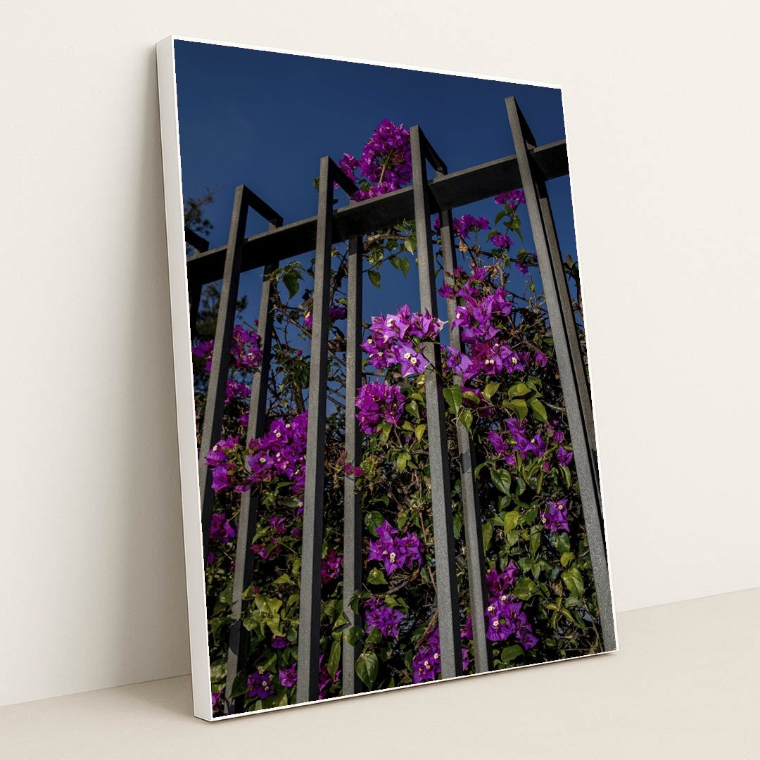 Vibrant Bougainvillea Flowers on Metal Fence by Victor Moragriega - White Frame Stretchiez