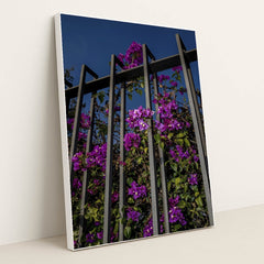 Vibrant Bougainvillea Flowers on Metal Fence by Victor Moragriega - White Frame Stretchiez