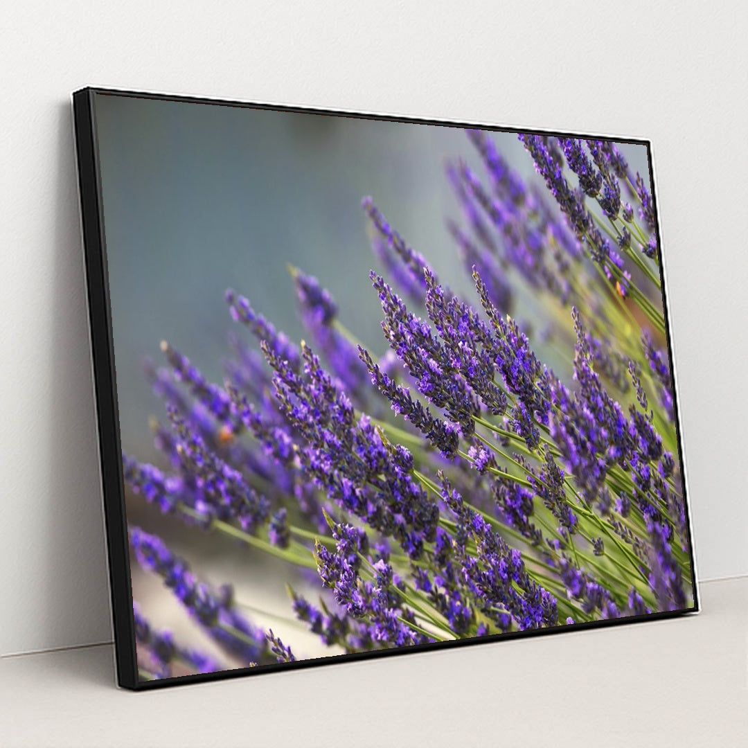 Vibrant Lavender Blooms in Summer by Frank Cone - Black Frame Stretchiez