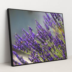 Vibrant Lavender Blooms in Summer by Frank Cone - Black Frame Stretchiez