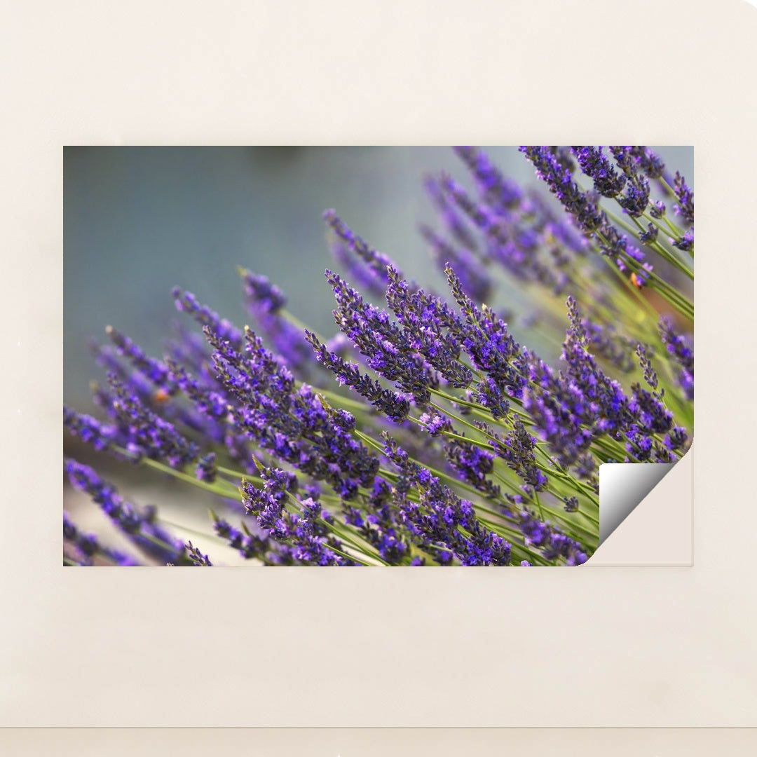 Vibrant Lavender Blooms in Summer by Frank Cone - Peeliez
