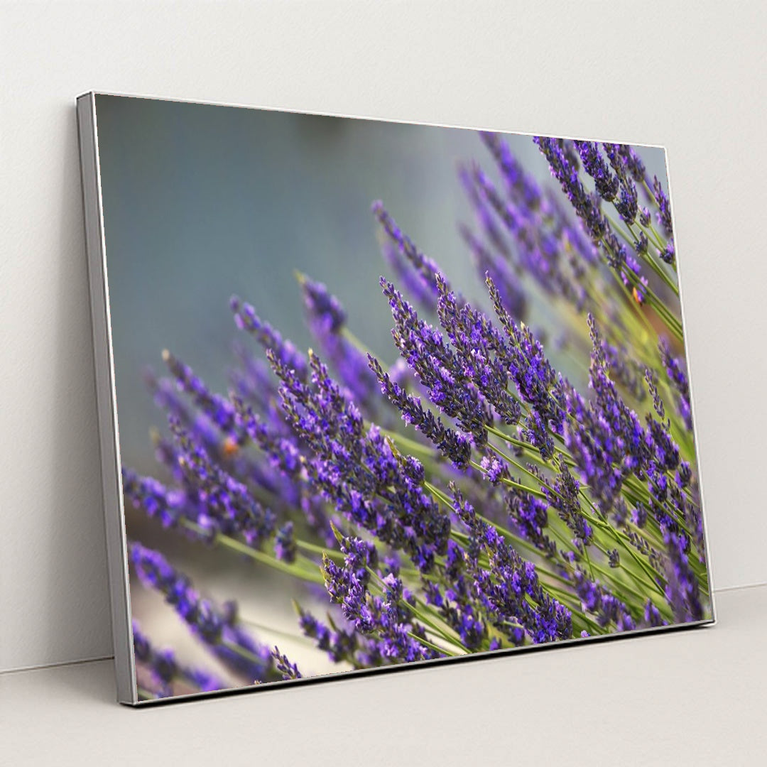 Vibrant Lavender Blooms in Summer by Frank Cone - Silver Frame Stretchiez