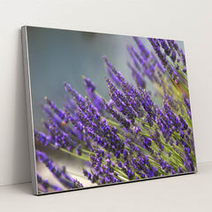 Vibrant Lavender Blooms in Summer by Frank Cone - Silver Frame Stretchiez