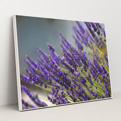 Vibrant Lavender Blooms in Summer by Frank Cone - White Frame Stretchiez