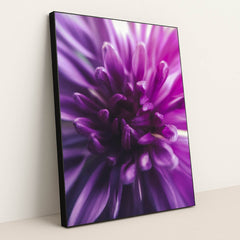 Vibrant Purple Chrysanthemum by Aadesh Padave - Black Frame Stretchiez
