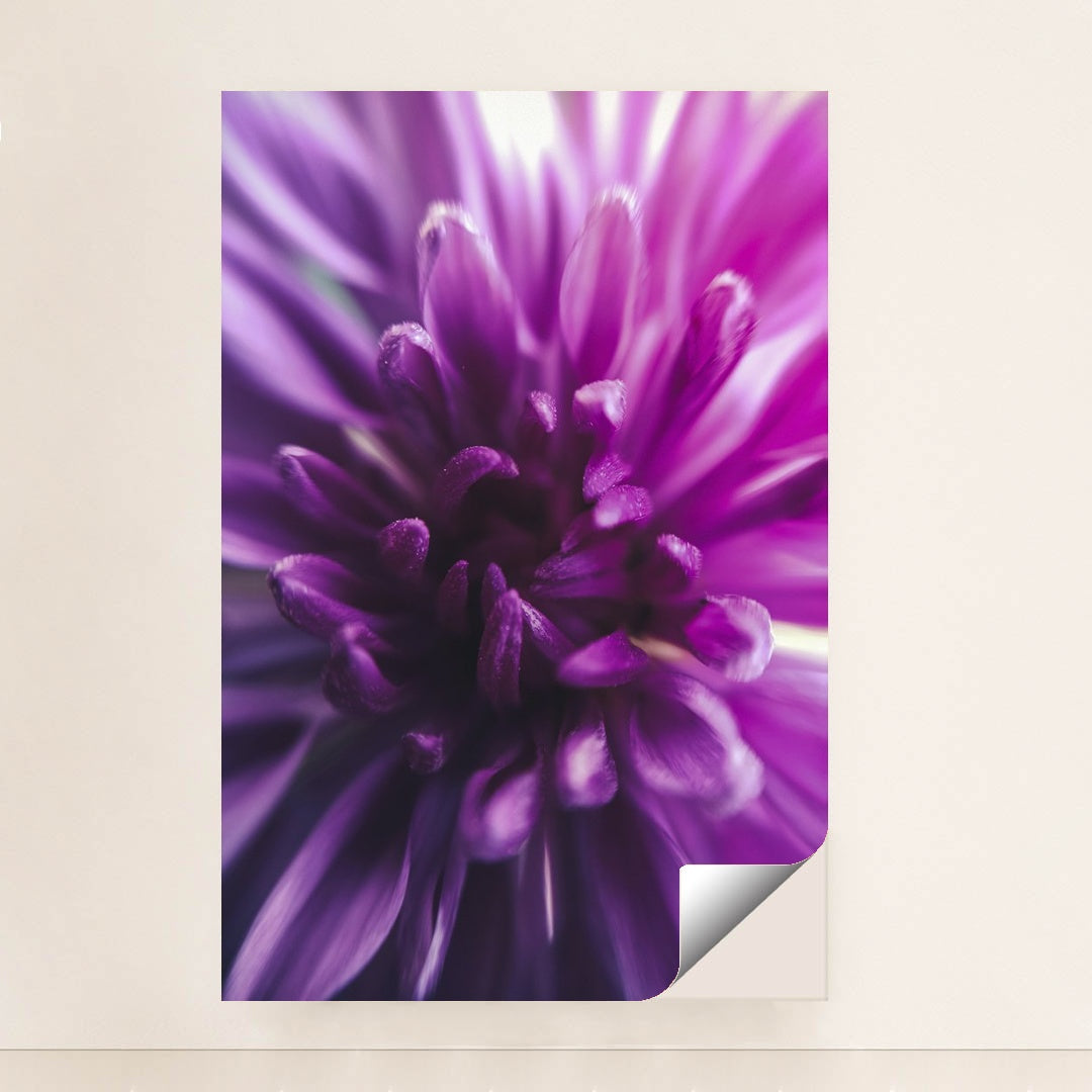 Vibrant Purple Chrysanthemum by Aadesh Padave - Peeliez