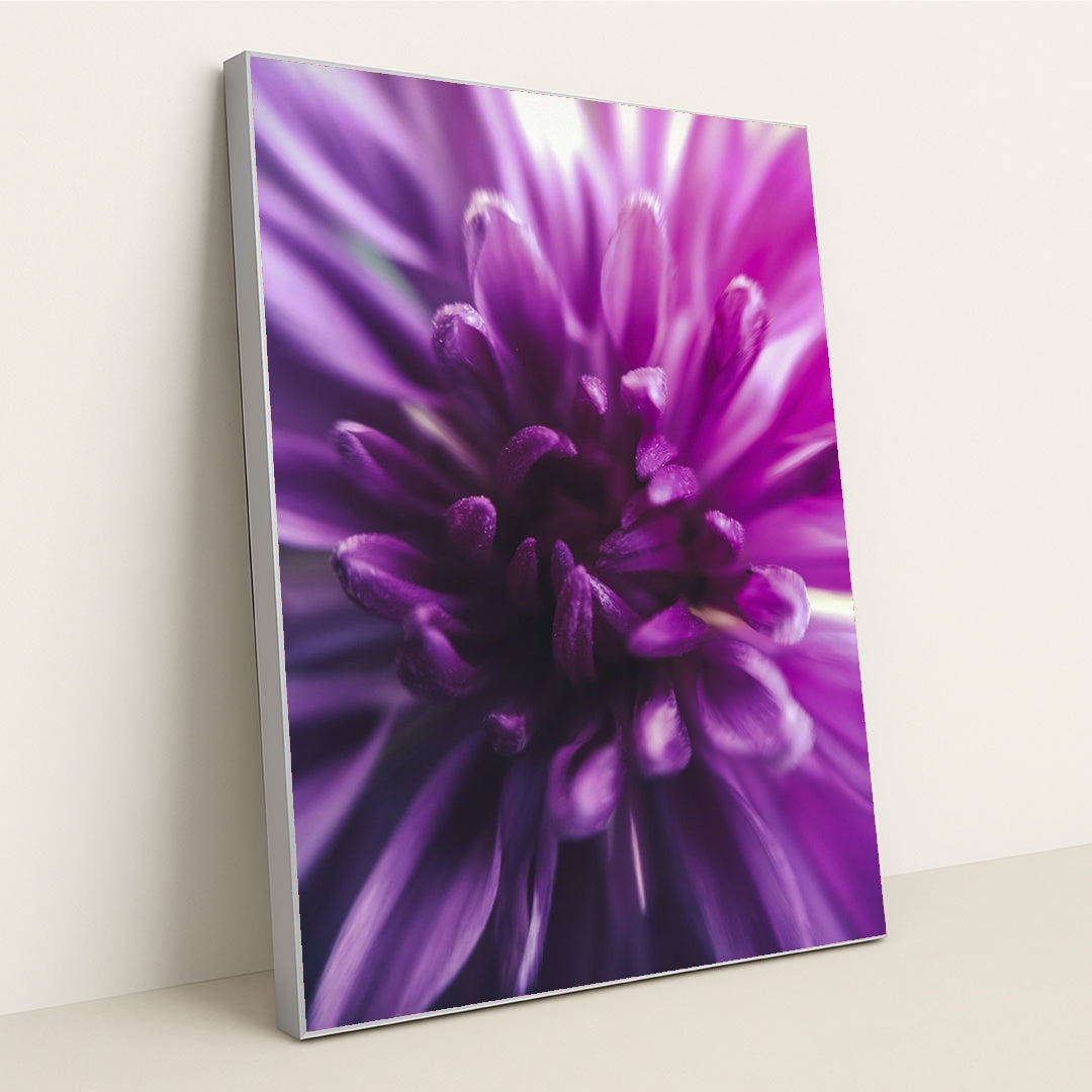 Vibrant Purple Chrysanthemum by Aadesh Padave - Silver Frame Stretchiez