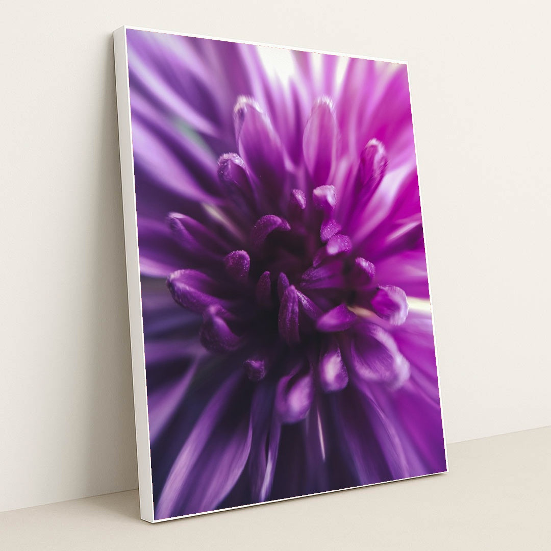 Vibrant Purple Chrysanthemum by Aadesh Padave - White Frame Stretchiez