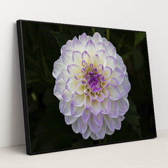 Vibrant Purple Dahlia in Bloom by Siegfried Poepperl - Black Frame Stretchiez