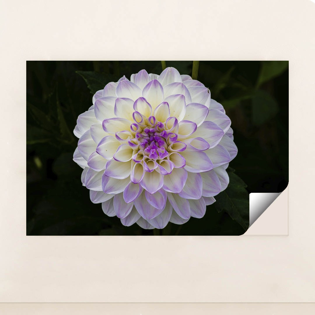 Vibrant Purple Dahlia in Bloom by Siegfried Poepperl - Peeliez