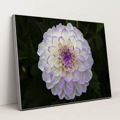 Vibrant Purple Dahlia in Bloom by Siegfried Poepperl - Silver Frame Stretchiez