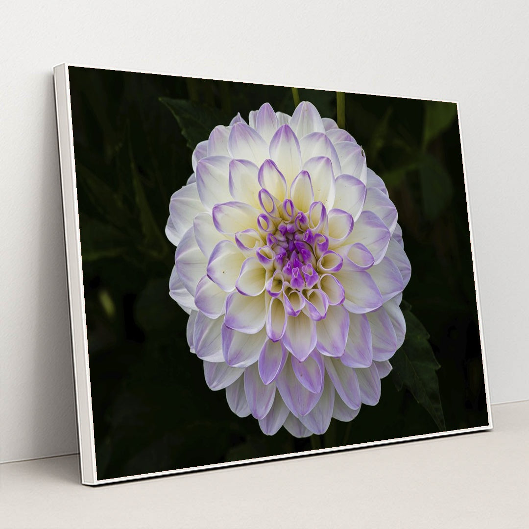 Vibrant Purple Dahlia in Bloom by Siegfried Poepperl - White Frame Stretchiez