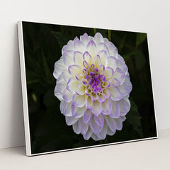 Vibrant Purple Dahlia in Bloom by Siegfried Poepperl - White Frame Stretchiez