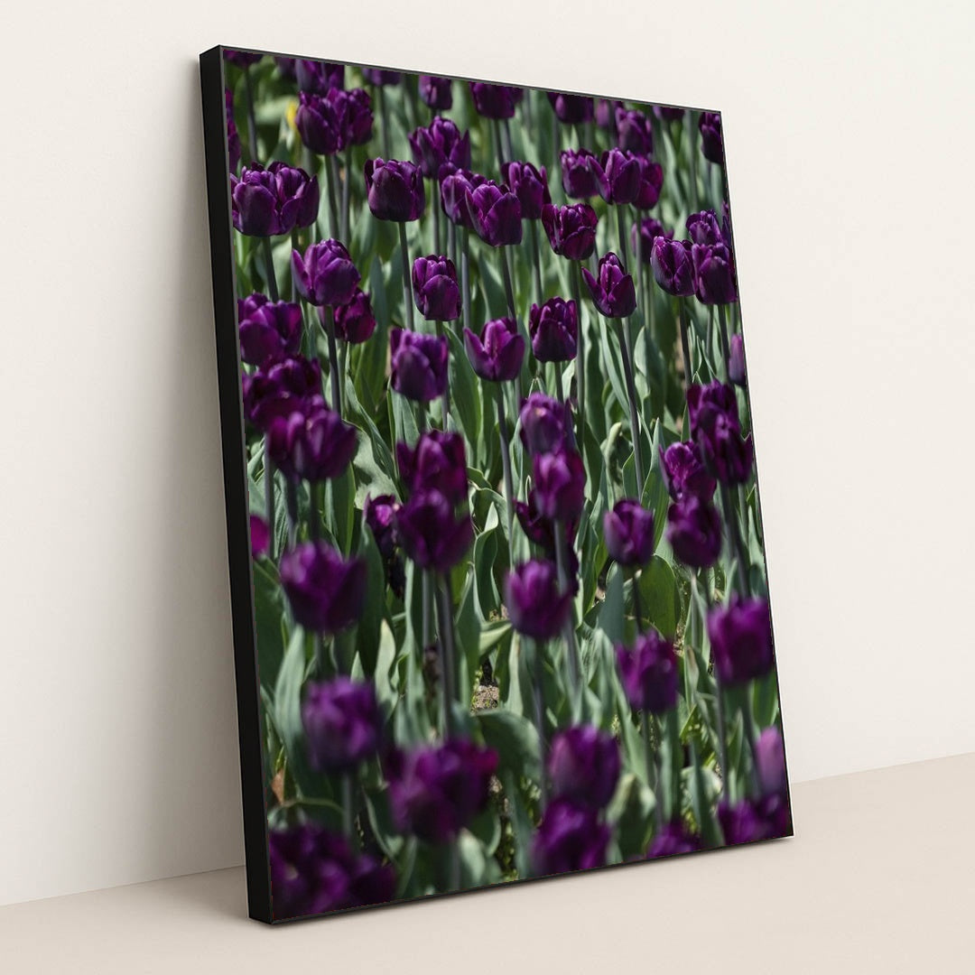 Vibrant Purple Tulip Field in Spring by Scott Webb - Black Frame Stretchiez