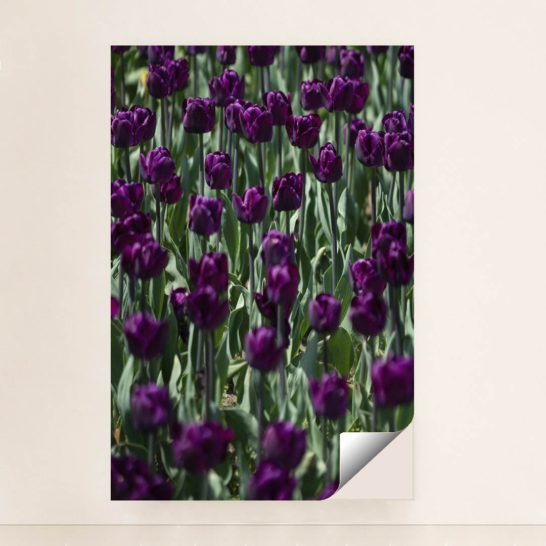 Vibrant Purple Tulip Field in Spring by Scott Webb - Peeliez