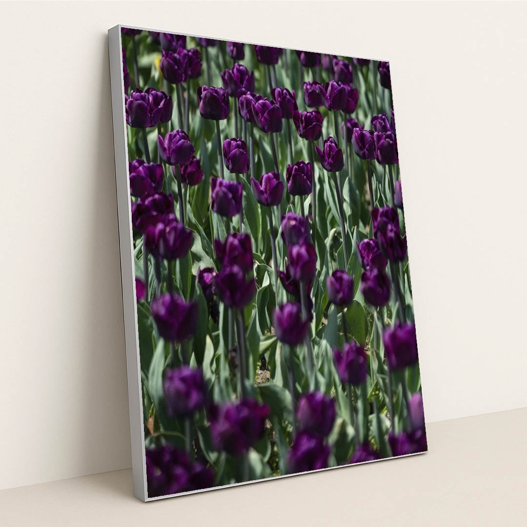 Vibrant Purple Tulip Field in Spring by Scott Webb - Silver Frame Stretchiez