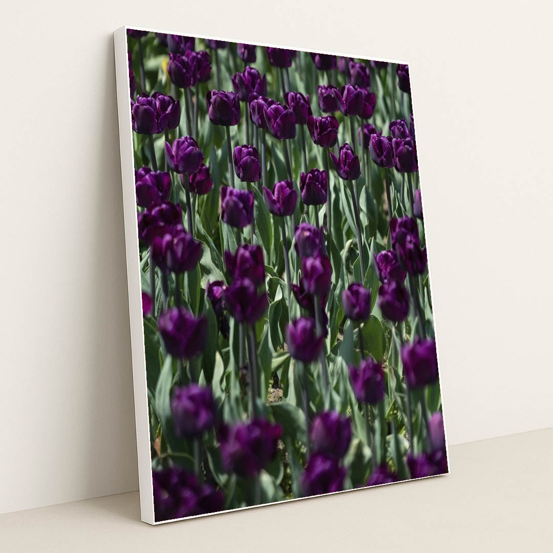 Vibrant Purple Tulip Field in Spring by Scott Webb - White Frame Stretchiez