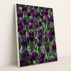 Vibrant Purple Tulip Field in Spring by Scott Webb - White Frame Stretchiez