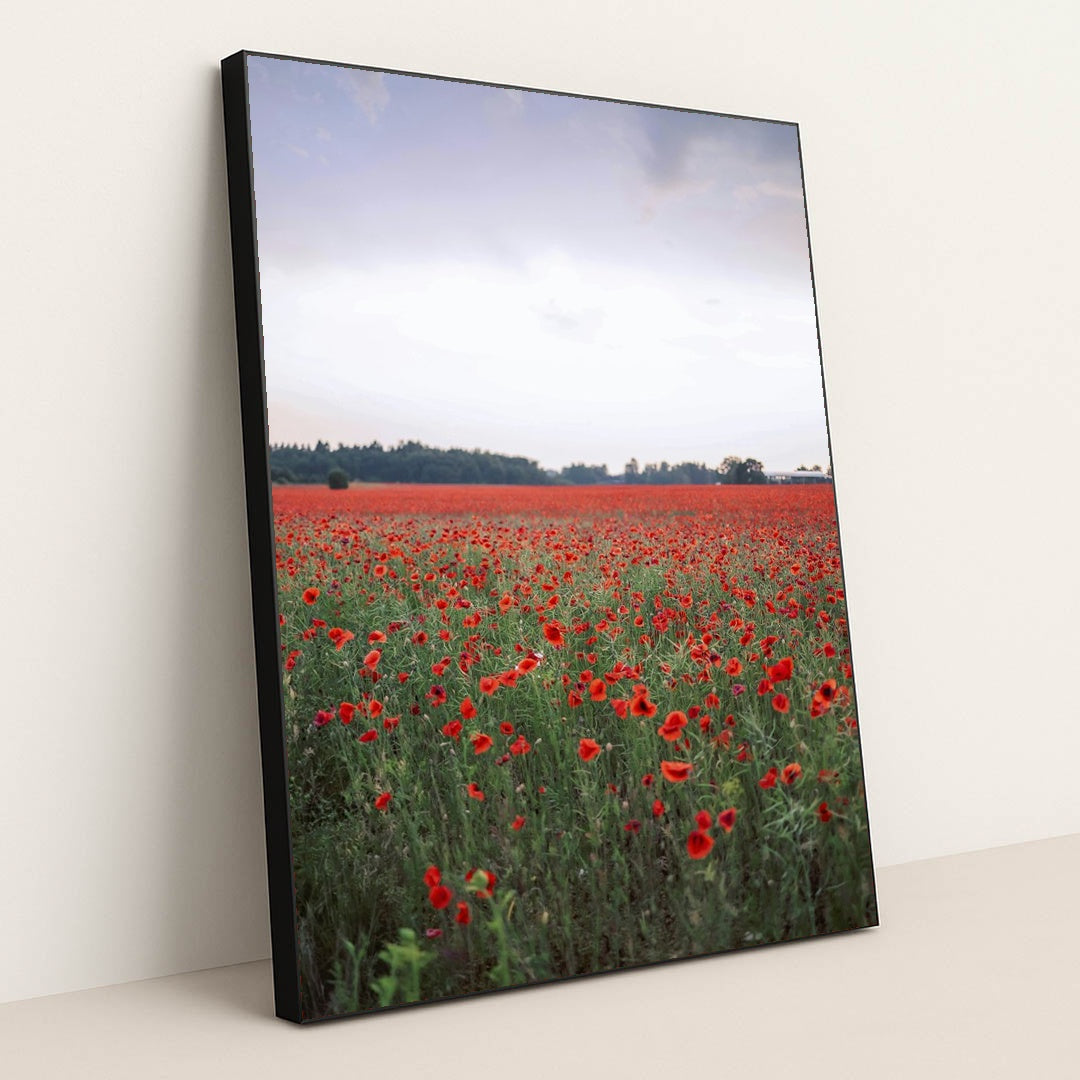 Vibrant Red Poppy Field at Dusk by Valeria Boltneva - Black Frame Stretchiez