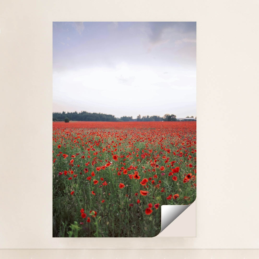 Vibrant Red Poppy Field at Dusk by Valeria Boltneva - Peeliez