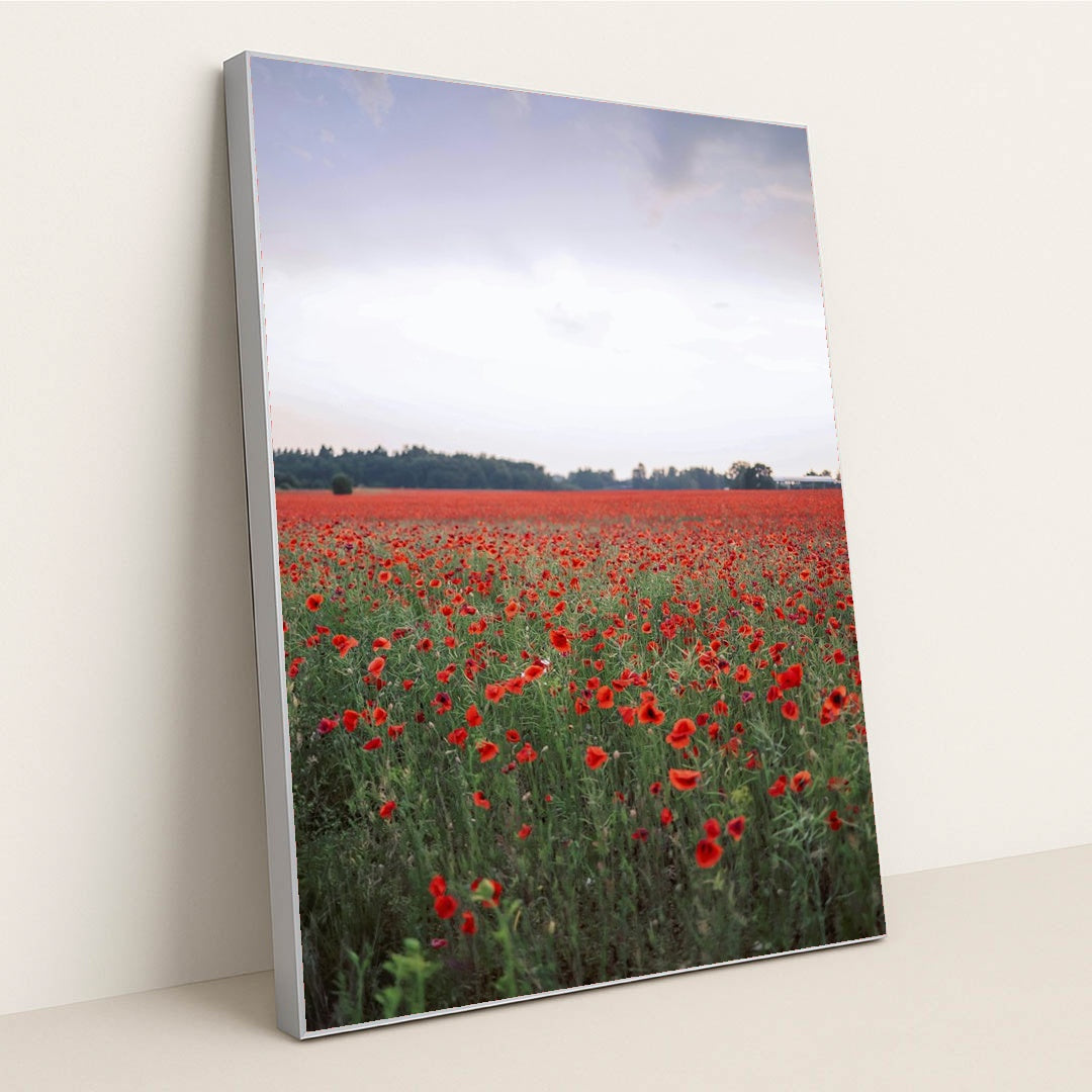 Vibrant Red Poppy Field at Dusk by Valeria Boltneva - Silver Frame Stretchiez