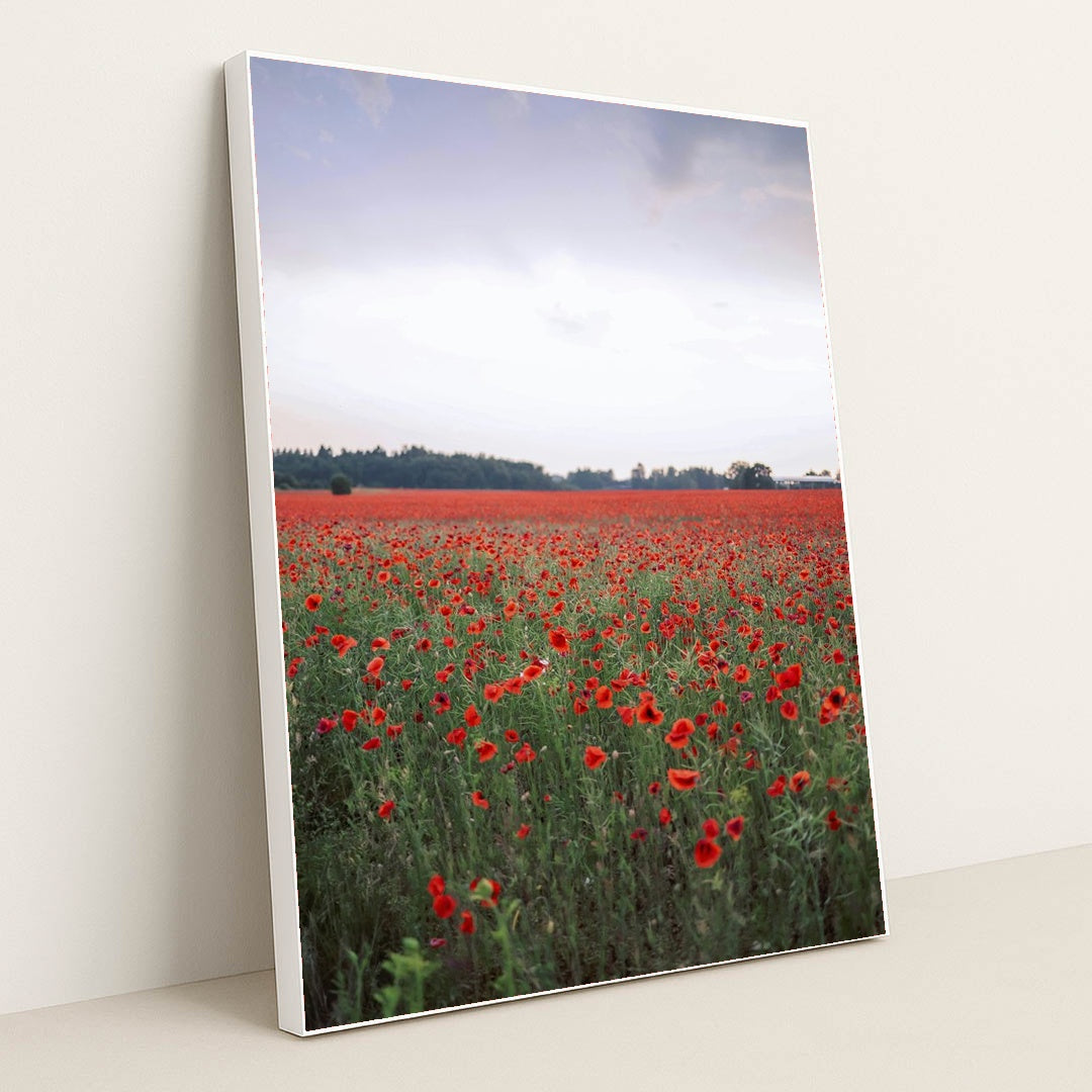 Vibrant Red Poppy Field at Dusk by Valeria Boltneva - White Frame Stretchiez