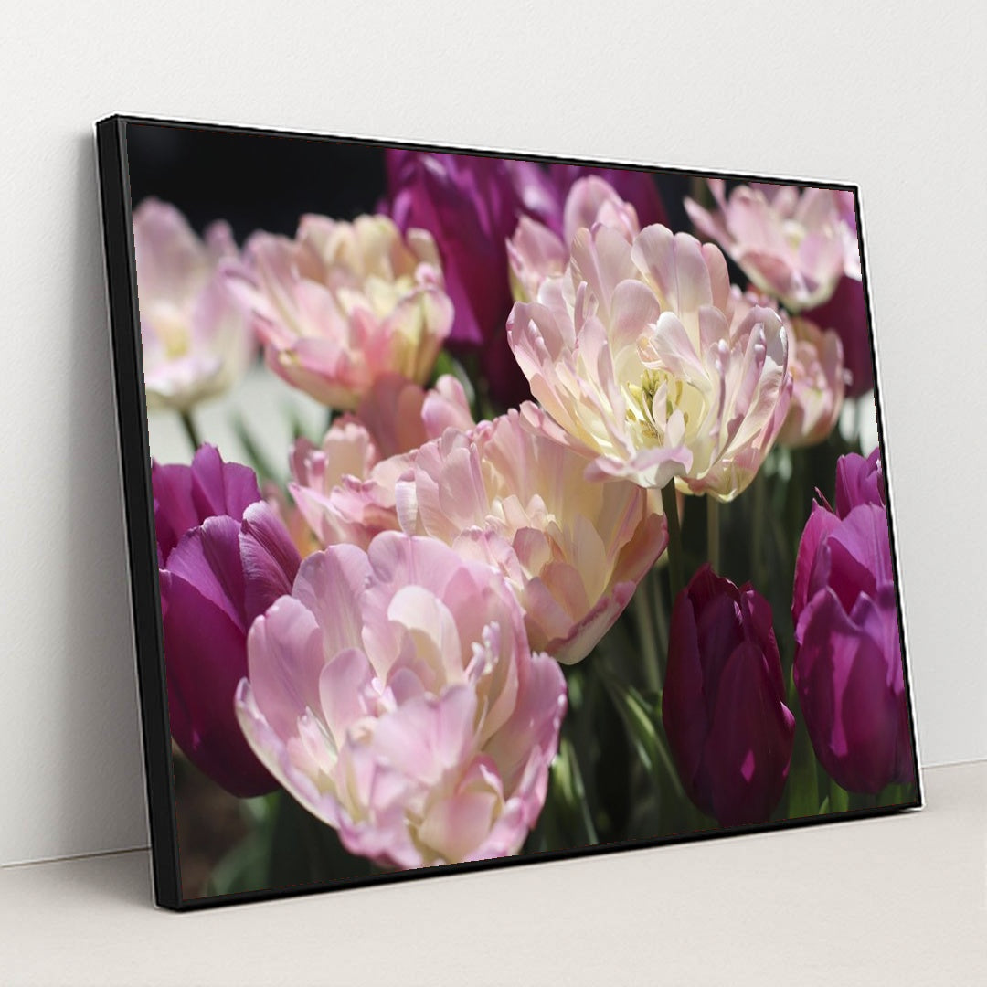 Vibrant Spring Tulips in Bloom by Amelia Cui - Black Frame Stretchiez