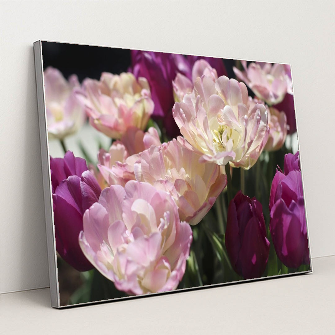 Vibrant Spring Tulips in Bloom by Amelia Cui - Silver Frame Stretchiez