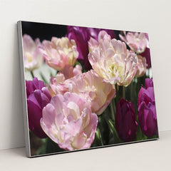 Vibrant Spring Tulips in Bloom by Amelia Cui - Silver Frame Stretchiez