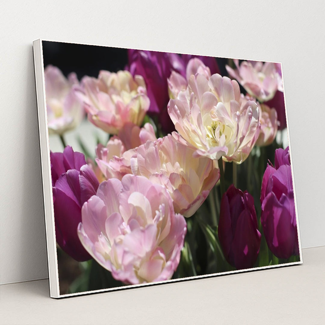 Vibrant Spring Tulips in Bloom by Amelia Cui - White Frame Stretchiez